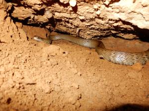 <a href="https://taieol.tw/muse/digi_object/094e68b1fd22e02530b85adced7a8ca0" target="_blank">南蛇／By：lava_chen／iNaturalist</a>