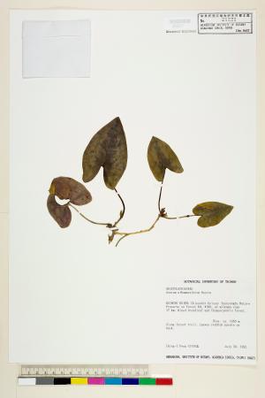 <a href="https://brmas.openmuseum.tw/muse/digi_object/5f5498b8c76d6ed9bfb7e719ee8121b2" target="_blank">鴛鴦湖細辛／中央研究院生物多樣性研究博物館植物標本館 (HAST)</a>