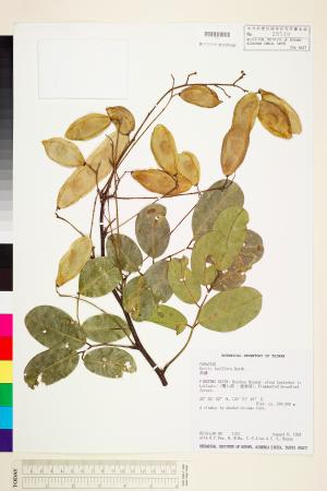 <a href="https://brmas.openmuseum.tw/muse/digi_object/5f5eb876a4866f0c6cc84bb1bb0d6aa6" target="_blank">疏花魚藤／中央研究院生物多樣性研究博物館植物標本館 (HAST)</a>