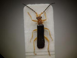 Fissocantharis multicostata (Wittmer, 1982)