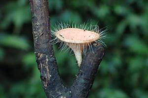 <a href="https://taieol.tw/muse/digi_object/f79852dd620b0056d275c7c5c63e410d" target="_blank">Cookeina tricholoma／By：capricornis／iNaturalist</a>