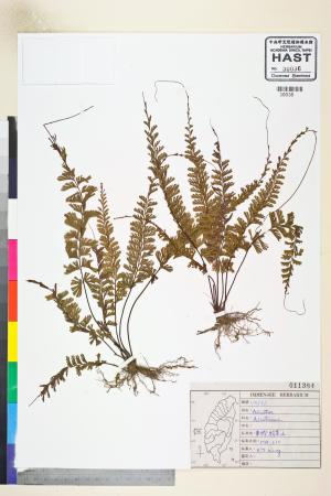 <a href="https://brmas.openmuseum.tw/muse/digi_object/5f7e973c49d0473e72e31e673626a23d" target="_blank">鐵線蕨屬／中央研究院生物多樣性研究博物館植物標本館 (HAST)</a>