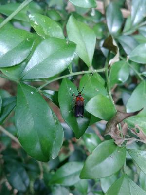 <a href="https://taieol.tw/muse/digi_object/70b1f4e7bc71ae737a2b457271cfb56a" target="_blank">Tisis mesozosta／By：amox／iNaturalist</a>