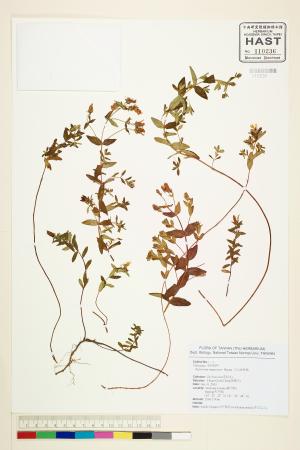 <a href="https://brmas.openmuseum.tw/muse/digi_object/5f92a2a8945af2cf8e0a06d5917e5ed8" target="_blank">玉山金絲桃／中央研究院生物多樣性研究博物館植物標本館 (HAST)</a>