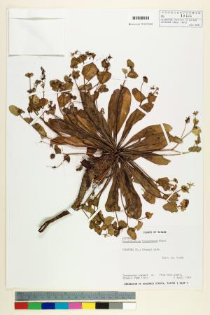 <a href="https://brmas.openmuseum.tw/muse/digi_object/5f9ada9df96359386fbcd538902f02df" target="_blank">台灣假黃鵪菜／中央研究院生物多樣性研究博物館植物標本館 (HAST)</a>