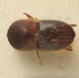 Eccoptopterus spinosus (Olivier, 1795) 六棘菌生小蠹