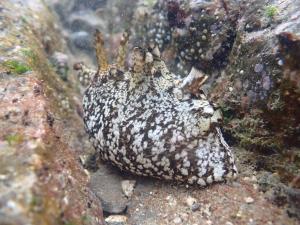 <a href="https://taieol.tw/muse/digi_object/94f68b5afdd0a4e76f4331ede38280bf" target="_blank">黑田海兔／By：eggjim／iNaturalist</a>