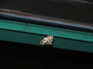 <a href="https://taieol.tw/muse/digi_object/3c902dbe0b5318366ed7da7798e64fee" target="_blank">Harutalcis fumigata／By：max822／iNaturalist</a>