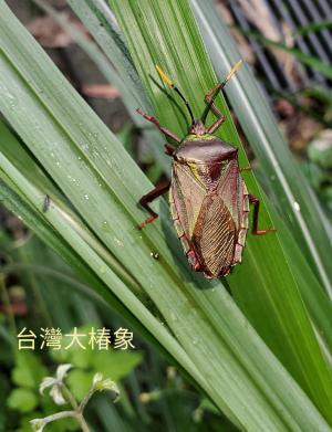 <a href="https://taieol.tw/muse/digi_object/a5b2e2e16c62c53d9eecdd523e6451da" target="_blank">碩蝽／By：dayacat／iNaturalist</a>