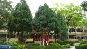 <a href="https://taieol.tw/muse/digi_object/35d156a9df0474ead9ee29f012944b49" target="_blank">臺灣肖楠／By：許慈創／臺灣物種名錄(TaiCOL)</a>