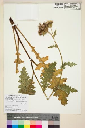 <a href="https://brmas.openmuseum.tw/muse/digi_object/5fedca5f8304ded4c33d0b83b678456c" target="_blank">白花小薊／中央研究院生物多樣性研究博物館植物標本館 (HAST)</a>
