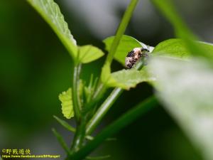 <a href="https://taieol.tw/muse/digi_object/52c30acae18e717013362b196c053be6" target="_blank">Sternuchopsis trifida／By：kinmatsu／iNaturalist</a>