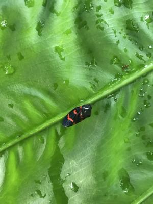 <a href="https://taieol.tw/muse/digi_object/ccc6f6aa1d6d939084f3827c1c6f762c" target="_blank">Okiscarta uchidae／By：kellyshu／iNaturalist</a>