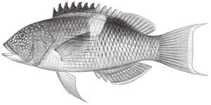 <a href="https://fishdb.sinica.edu.tw/muse/digi_object/cd4d3f6fd836732190d57fc69f46876b" target="_blank">Bodianus perditio／By：鄭義郎／鄭義郎</a>