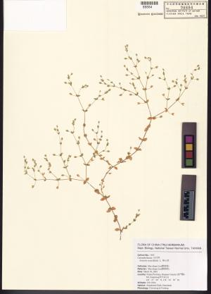 <a href="https://brmas.openmuseum.tw/muse/digi_object/6019583e61f1277a040ada1d11a5f65c" target="_blank">無心菜(鵝不食草)／中央研究院生物多樣性研究博物館植物標本館 (HAST)</a>
