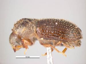 Hypothenemus seriatus (Eichhoff, 1872)  單毛列果小蠹