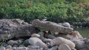 <a href="https://taieol.tw/muse/digi_object/a98ce8ebad16d9b8a93fcdeffe3c0ab2" target="_blank">白鶺鴒／By：chiehliangchen／iNaturalist</a>