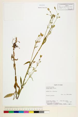 <a href="https://brmas.openmuseum.tw/muse/digi_object/603495ec6a059a52bd4454c84c288e27" target="_blank">台灣蠅子草／中央研究院生物多樣性研究博物館植物標本館 (HAST)</a>