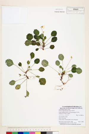 <a href="https://brmas.openmuseum.tw/muse/digi_object/60387b04f4d6c266a1ec56dd8a49c5c9" target="_blank">裂緣花／中央研究院生物多樣性研究博物館植物標本館 (HAST)</a>
