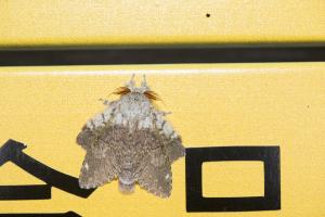 <a href="https://taieol.tw/muse/digi_object/a882df9f8ae842b998b52c28934eed9c" target="_blank">Stauropus teikichiana／By：papilioshih／iNaturalist</a>