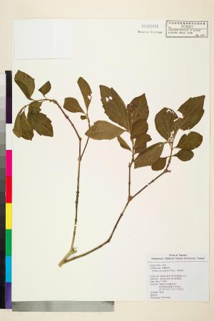 <a href="https://brmas.openmuseum.tw/muse/digi_object/6065eba4365f6acb2ffd7c1677011222" target="_blank">臭黃荊(小葉臭魚木)／中央研究院生物多樣性研究博物館植物標本館 (HAST)</a>