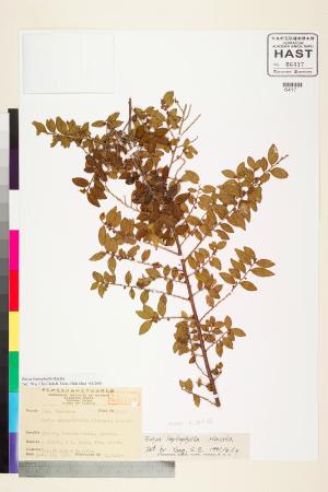 <a href="https://brmas.openmuseum.tw/muse/digi_object/6086dc39f016c444ea391fff85cb54b9" target="_blank">薄葉柃木／中央研究院生物多樣性研究博物館植物標本館 (HAST)</a>