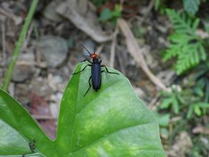 <a href="https://taieol.tw/muse/digi_object/00847f2dadad54c692f5ca6fd1be40a7" target="_blank">豆芫青／By：maxhsieh／iNaturalist</a>