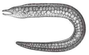 <a href="https://fishdb.sinica.edu.tw/muse/digi_object/3d604ec46225b8af1ec277b89d9f215f" target="_blank">Enchelycore lichenosa／By：鄭義郎／鄭義郎</a>
