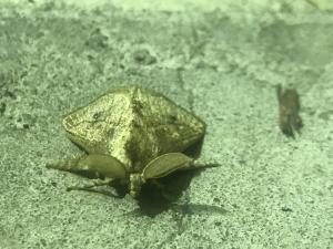 <a href="https://taieol.tw/muse/digi_object/7299d93b844d95c0ac9f9a4381fcb110" target="_blank">素刺蛾／By：pschen／iNaturalist</a>
