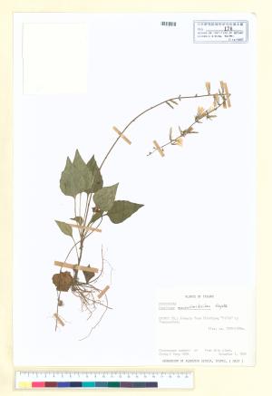 <a href="https://brmas.openmuseum.tw/muse/digi_object/6109fdbc6414e815b07e4948514f3524" target="_blank">阿里山鬼督郵／中央研究院生物多樣性研究博物館植物標本館 (HAST)</a>