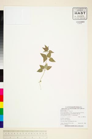 <a href="https://brmas.openmuseum.tw/muse/digi_object/61166e875bc0d6947852a28a3d14dbef" target="_blank">紅藤仔草／中央研究院生物多樣性研究博物館植物標本館 (HAST)</a>