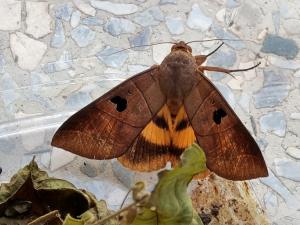 <a href="https://taieol.tw/muse/digi_object/8937220c5a1650f1d292c0ee1b862361" target="_blank">Thyas coronata／By：chonhang／iNaturalist</a>