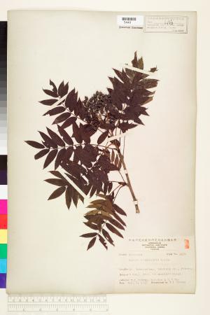 <a href="https://brmas.openmuseum.tw/muse/digi_object/6121020f0f09a7c929d8feb4ceb616f7" target="_blank">巒大花楸／中央研究院生物多樣性研究博物館植物標本館 (HAST)</a>