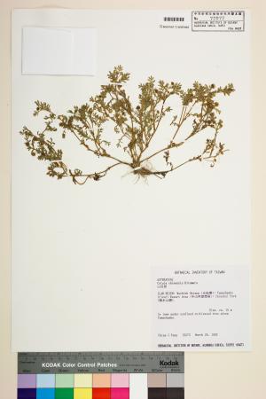 <a href="https://brmas.openmuseum.tw/muse/digi_object/613df9c3ee78fb5b145983912329b9a1" target="_blank">山芫荽／中央研究院生物多樣性研究博物館植物標本館 (HAST)</a>