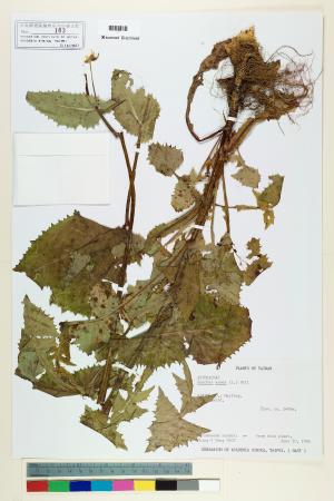 <a href="https://brmas.openmuseum.tw/muse/digi_object/613ef82d9ba59f9b36c051dafa43b7dd" target="_blank">鬼苦苣菜／中央研究院生物多樣性研究博物館植物標本館 (HAST)</a>