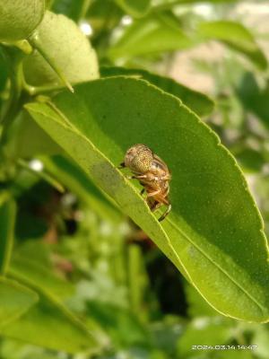 <a href="https://taieol.tw/muse/digi_object/7047e6c563a16742721d7d8ea5ac483e" target="_blank">平原蚜蠅／By：naturalist99250／iNaturalist</a>