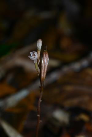 <a href="https://taieol.tw/muse/digi_object/6d89429dc4ac68271baa946ca23df6e0" target="_blank">小鬼蘭／By：jodyhsieh／iNaturalist</a>