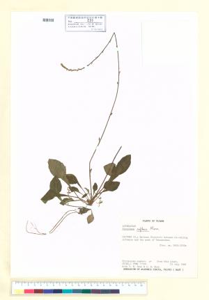 <a href="https://brmas.openmuseum.tw/muse/digi_object/6155fac7181dee4585cb21d048ccdddc" target="_blank">台灣鬼督郵／中央研究院生物多樣性研究博物館植物標本館 (HAST)</a>