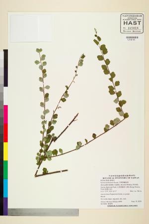<a href="https://brmas.openmuseum.tw/muse/digi_object/616cddc471ecc8687dc1d213e8183f2f" target="_blank">太魯閣繡線菊／中央研究院生物多樣性研究博物館植物標本館 (HAST)</a>