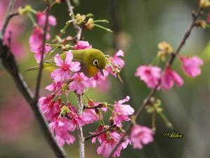 <a href="https://taieol.tw/muse/digi_object/4b6734ce2dca29d0d565ba8d72049739" target="_blank">日菲繡眼／By：張俊德／臺灣物種名錄(TaiCOL)</a>