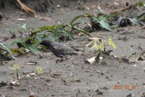 <a href="https://taieol.tw/muse/digi_object/3a2d10f4a5b26ca385482de886b68ac1" target="_blank">歐洲椋鳥／By：naturalist25970／iNaturalist</a>