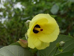 <a href="https://taieol.tw/muse/digi_object/04254599912e3c298e6da576157168b4" target="_blank">黃槿／By：chenjacy／iNaturalist</a>
