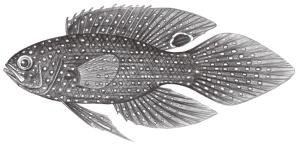 <a href="https://fishdb.sinica.edu.tw/muse/digi_object/8aafc32d7bc97982d72abdaf53dc88e1" target="_blank">Calloplesiops altivelis／By：鄭義郎／鄭義郎</a>