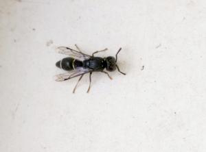 <a href="https://taieol.tw/muse/digi_object/e56f1f957ad92ab41e481025aa4fe28e" target="_blank">Subancistrocerus sichelii／By：wallacechen／iNaturalist</a>
