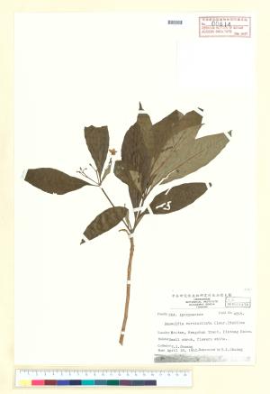 <a href="https://brmas.openmuseum.tw/muse/digi_object/61af18e3a536553debb4dce4f120a81e" target="_blank">蘿芙木／中央研究院生物多樣性研究博物館植物標本館 (HAST)</a>