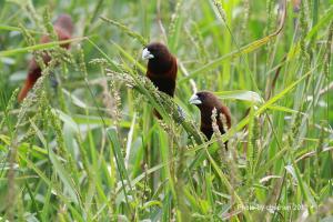 <a href="https://taieol.tw/muse/digi_object/e1a1095c350413c18be3f91834eb7d67" target="_blank">黑頭文鳥／By：cbs369638／臺灣生命大百科</a>