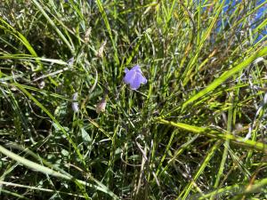 <a href="https://taieol.tw/muse/digi_object/5eaf9757def86ce5fd8ba9008fb6977e" target="_blank">玉山沙參／By：irelhua／iNaturalist</a>