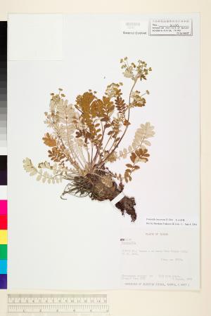 <a href="https://brmas.openmuseum.tw/muse/digi_object/61baeb9f4f0eb299f28ffd2e5377ee0d" target="_blank">玉山金梅／中央研究院生物多樣性研究博物館植物標本館 (HAST)</a>