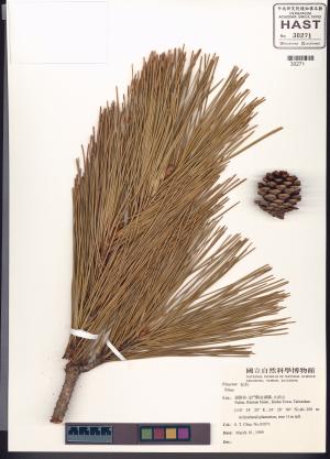 <a href="https://brmas.openmuseum.tw/muse/digi_object/61c30bac2805b0e329718877897cdc8b" target="_blank">松屬／中央研究院生物多樣性研究博物館植物標本館 (HAST)</a>