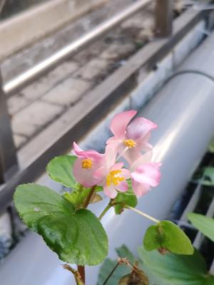 <a href="https://taieol.tw/muse/digi_object/370a93a9d8075ba97d8b5209f73319f3" target="_blank">四季秋海棠／By：rickyp／iNaturalist</a>